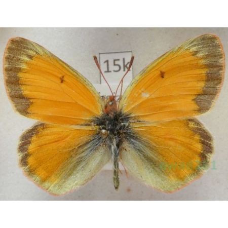 Colias staudingeri Alpheraky, 1881 male Kyrgyzstan15k
